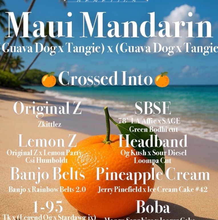 Maui Mandarin flyer listing its crosses over a beach and an orange